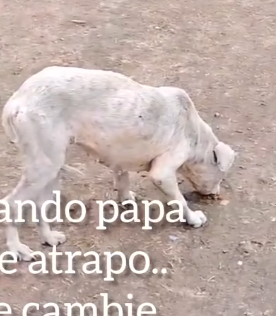 Part2 Animals Rescue #dogrescue #rescuedog #dogsofttiktok #foryoupage #foryou #dogs