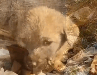 Found a black puppy in a filthy, forgotten corner… helpless and alone #fbyシvideo #dog #rescuedog_part2