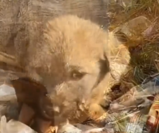 Found a black puppy in a filthy, forgotten corner… helpless and alone #fbyシvideo #dog #rescuedog_part2