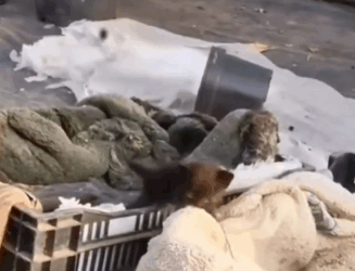 Her tiny eyes begged for love… and we couldn’t ignore it_part2