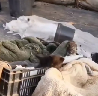 Her tiny eyes begged for love… and we couldn’t ignore it_part2