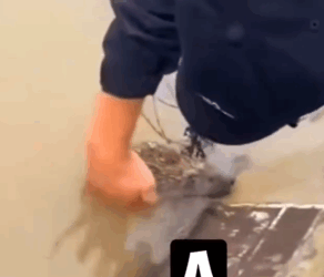 I rescue this Drowning Hedgehog and bring it home…_part2