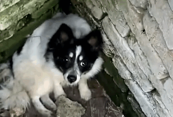 Part2 Animals Rescue #dogrescue #rescuedog #dogsofttiktok #foryoupage #foryou #dogs