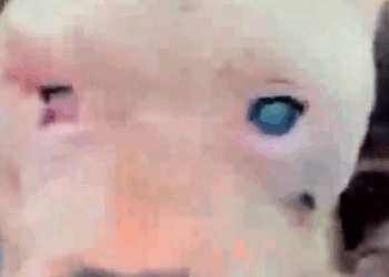 Part2 Animals Rescue #dogrescue #rescuedog #dogsofttiktok #foryoupage #foryou #dogs