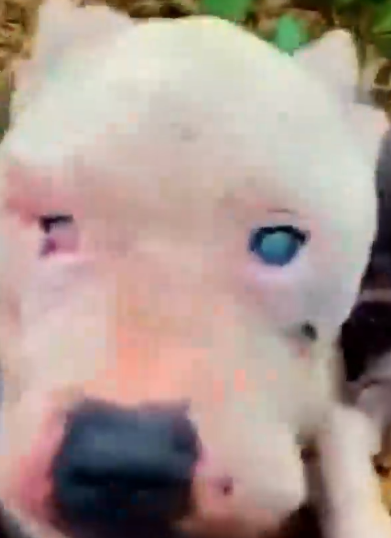 Part2 Animals Rescue #dogrescue #rescuedog #dogsofttiktok #foryoupage #foryou #dogs