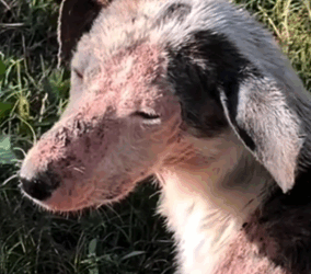 Part2 Animals Rescue #dogrescue #rescuedog #dogsofttiktok #foryoupage #foryou #dogs