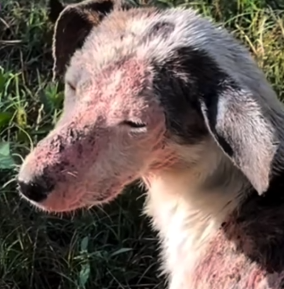 Part2 Animals Rescue #dogrescue #rescuedog #dogsofttiktok #foryoupage #foryou #dogs