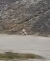 don know what poor dog has been through before_part2