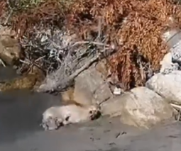 Part2 Animals Rescue #dogrescue #rescuedog #dogsofttiktok #foryoupage #foryou #dogs