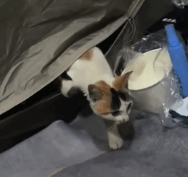 Part2 Animals Rescue #dogrescue #rescuedog #dogsofttiktok #foryoupage #foryou #dogs