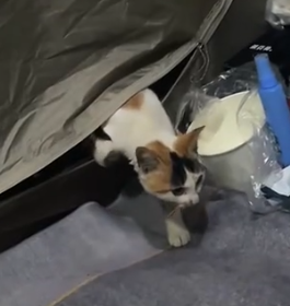 Part2 Animals Rescue #dogrescue #rescuedog #dogsofttiktok #foryoupage #foryou #dogs