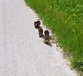 I met a bunch of baby raccoons looking for their mother #animals #animalsoftiktok_part2