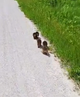 I met a bunch of baby raccoons looking for their mother #animals #animalsoftiktok_part2