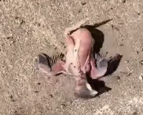 I found a baby bird by the roadside.I picked it up and took it home_part2