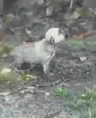 rescue of a small dog abandoned in the middle of the road in bad weather❤️_part2