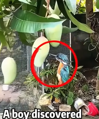 Mango Bandit Birdie Got Stuck Min Snack animals #funny #rescue #bird_part2