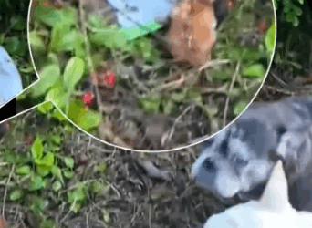 Not long ago,my dog found two newborn kittens in the grass and then…#rescue_part2