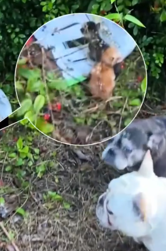 Not long ago,my dog found two newborn kittens in the grass and then…#rescue_part2