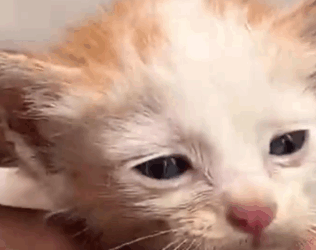From Lonely Streets to Hope… This Kitten’s Story Will Touch Your Heart 🐱_part2