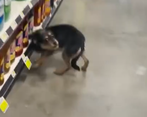 Guy Finds A Stray Dog Inside Dollar General_part2