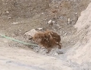 Left in the Riverbed #animals #fyp #dogsoftiktok #foryoupage #foryoupage❤️❤️ #trending #tiktokdaily #rescueanimals #animalrescue #rescuedog_part2