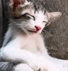 Part2 Animals Rescue #dogrescue #rescuedog #dogsofttiktok #foryoupage #foryou #dogs