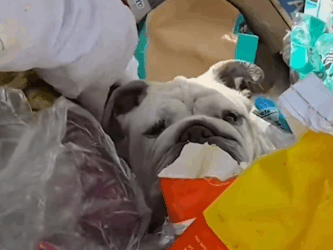 Part2 Animals Rescue #dogrescue #rescuedog #dogsofttiktok #foryoupage #foryou #dogs