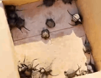 Part2 Animals Rescue #dogrescue #rescuedog #dogsofttiktok #foryoupage #foryou #dogs