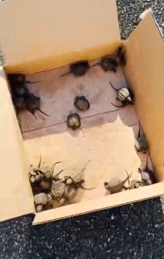 Part2 Animals Rescue #dogrescue #rescuedog #dogsofttiktok #foryoupage #foryou #dogs