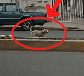 Part2 Animals Rescue #dogrescue #rescuedog #dogsofttiktok #foryoupage #foryou #dogs