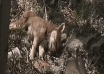 Part2 Animals Rescue #dogrescue #rescuedog #dogsofttiktok #foryoupage #foryou #dogs