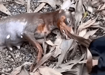 Part2 Animals Rescue #dogrescue #rescuedog #dogsofttiktok #foryoupage #foryou #dogs