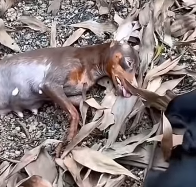 Part2 Animals Rescue #dogrescue #rescuedog #dogsofttiktok #foryoupage #foryou #dogs