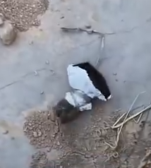 Part2 Animals Rescue #dogrescue #rescuedog #dogsofttiktok #foryoupage #foryou #dogs