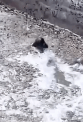 Part2 Animals Rescue #dogrescue #rescuedog #dogsofttiktok #foryoupage #foryou #dogs