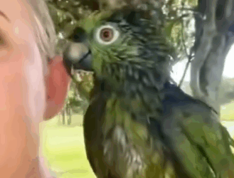 Part2 Animals Rescue #dogrescue #rescuedog #dogsofttiktok #foryoupage #foryou #dogs