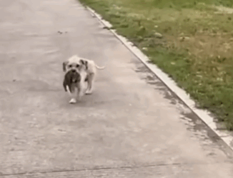 Part2 Animals Rescue #dogrescue #rescuedog #dogsofttiktok #foryoupage #foryou #dogs