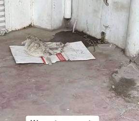 Part2 Animals Rescue #dogrescue #rescuedog #dogsofttiktok #foryoupage #foryou #dogs