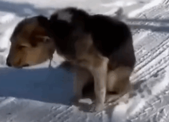 Part2 Animals Rescue #dogrescue #rescuedog #dogsofttiktok #foryoupage #foryou #dogs