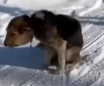 Part2 Animals Rescue #dogrescue #rescuedog #dogsofttiktok #foryoupage #foryou #dogs