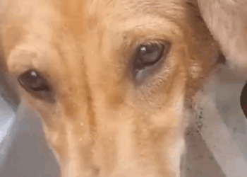 Part2 Animals Rescue #dogrescue #rescuedog #dogsofttiktok #foryoupage #foryou #dogs