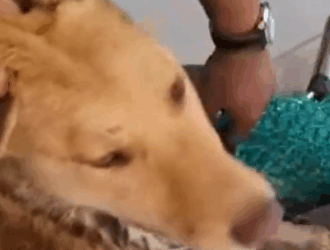 Part2 Animals Rescue #dogrescue #rescuedog #dogsofttiktok #foryoupage #foryou #dogs