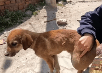 Part2 Animals Rescue #dogrescue #rescuedog #dogsofttiktok #foryoupage #foryou #dogs