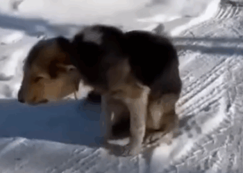 Part2 Animals Rescue #dogrescue #rescuedog #dogsofttiktok #foryoupage #foryou #dogs