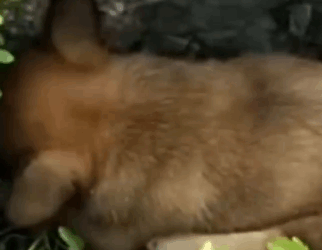 Part2 Animals Rescue #dogrescue #rescuedog #dogsofttiktok #foryoupage #foryou #dogs