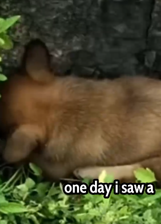 Part2 Animals Rescue #dogrescue #rescuedog #dogsofttiktok #foryoupage #foryou #dogs