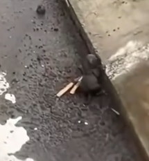 A little soul begging for one more day_part2