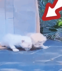 Part2 Animals Rescue #dogrescue #rescuedog #dogsofttiktok #foryoupage #foryou #dogs