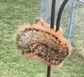 Part2 Animals Rescue #dogrescue #rescuedog #dogsofttiktok #foryoupage #foryou #dogs