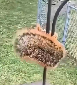 Part2 Animals Rescue #dogrescue #rescuedog #dogsofttiktok #foryoupage #foryou #dogs